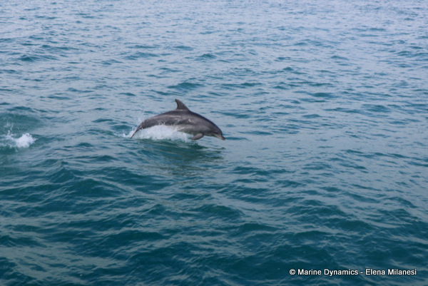 Bottlenose dolphin, South Africa 